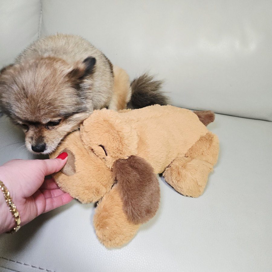 My hand on the plush while Jada, our little Pomeranian, rests her head on it