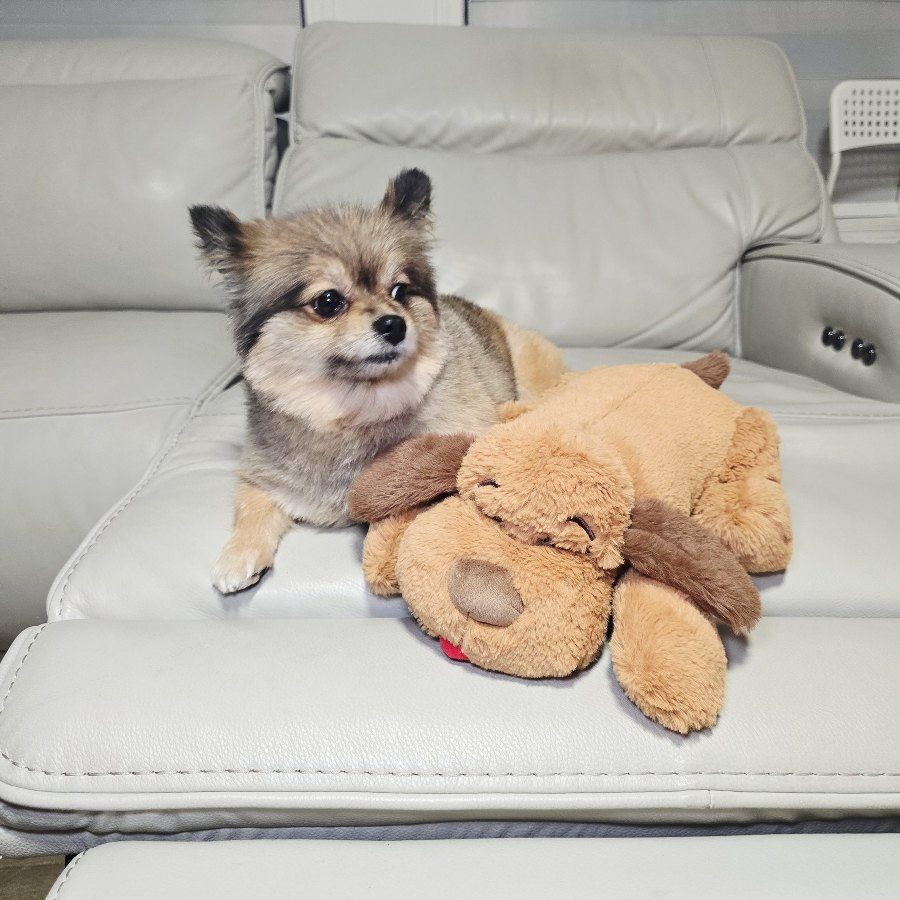 Jada relaxing with the plush on the living room couch